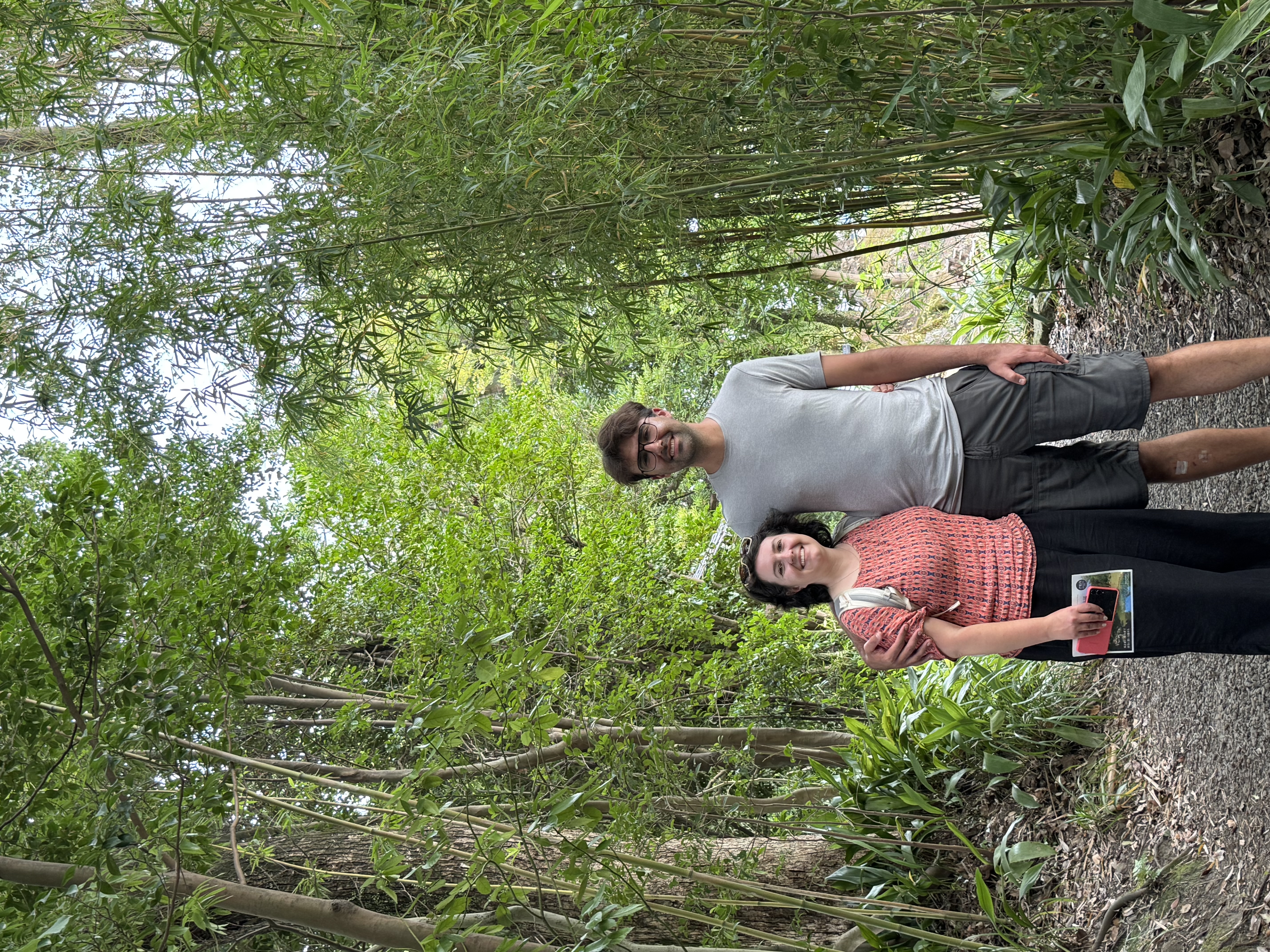 Bamboo grove path